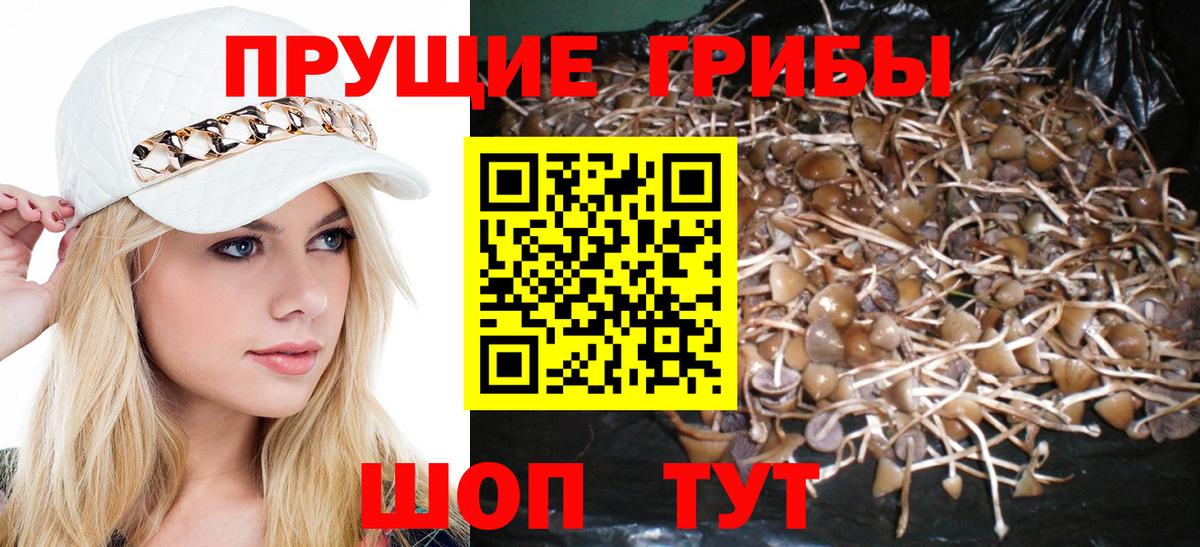 Галлюциногенные грибы Psilocybe Гусь-Хрустальный